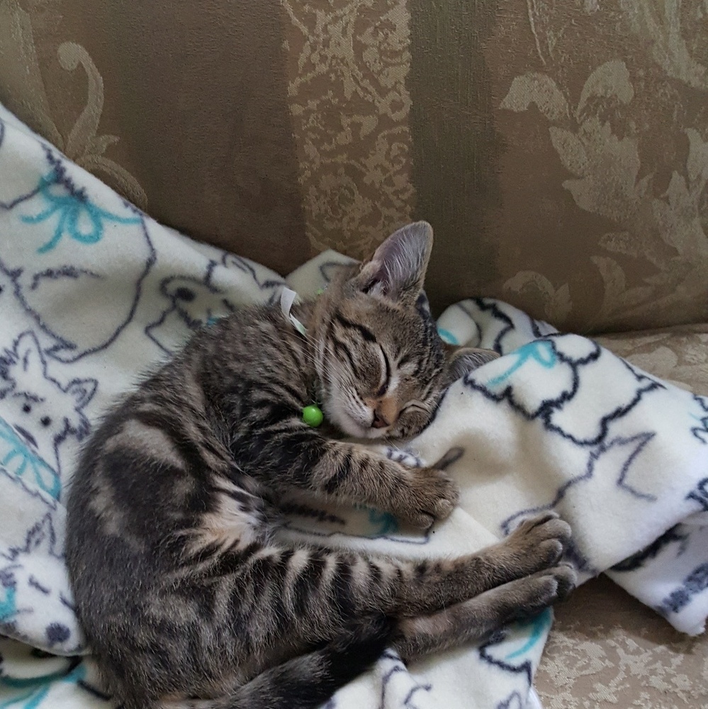 Meet your Posher, Linda